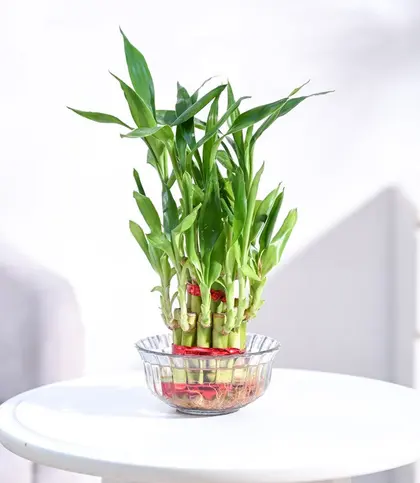 Live Plants
