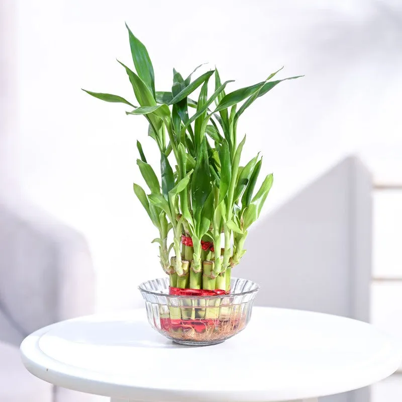 Ugaoo Lucky Bamboo Plant - 2 Layer media 1