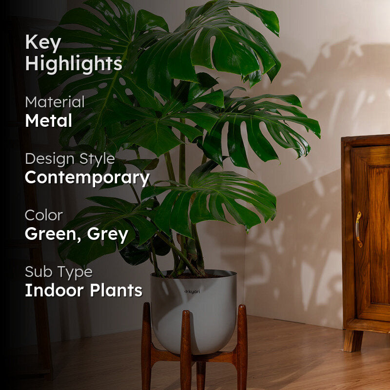 Kyari Monstera Deliciosa Plant With Metal Self Watering Pot (Grey) - 3 ft media 2