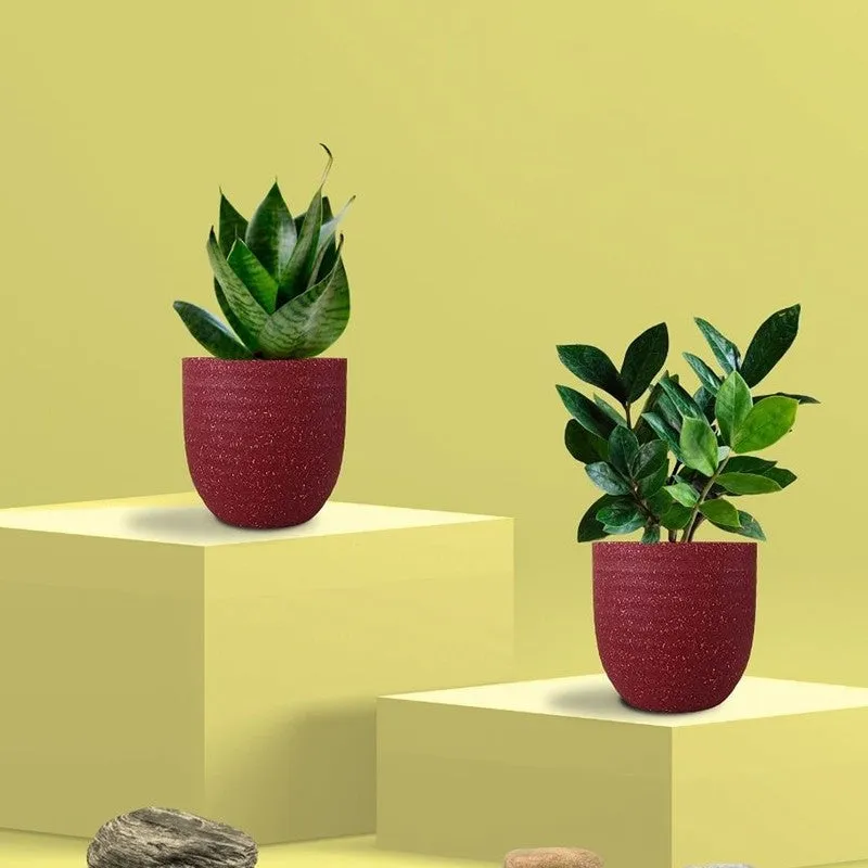 Greenkin ZZ & Snake Live Plants (Red) - Set Of Two media 3