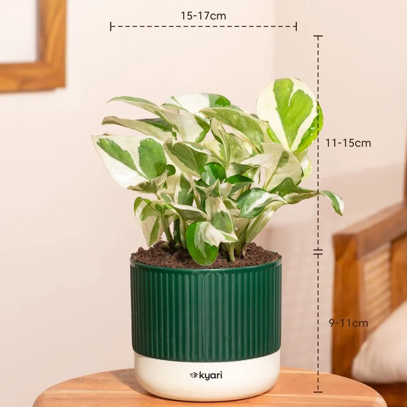 Kyari Money Plant with Self Watering Pot - Green - 7