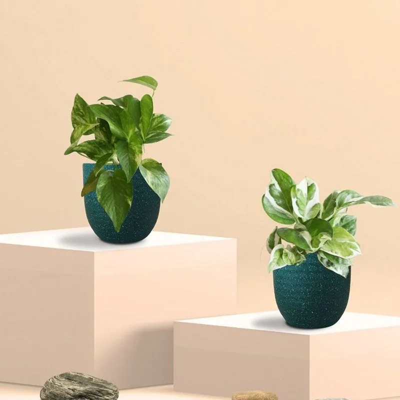 Greenkin Money Plant & Gold King Live Plants (Green) - Set Of Two media 3