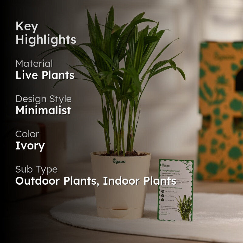 Ugaoo Areca Palm Live Plant media 2