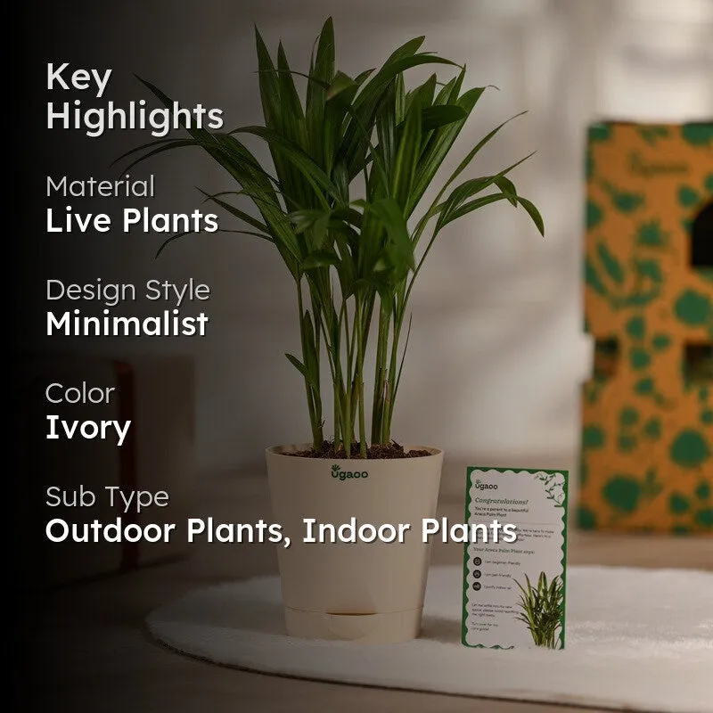 Ugaoo Areca Palm Live Plant media 2