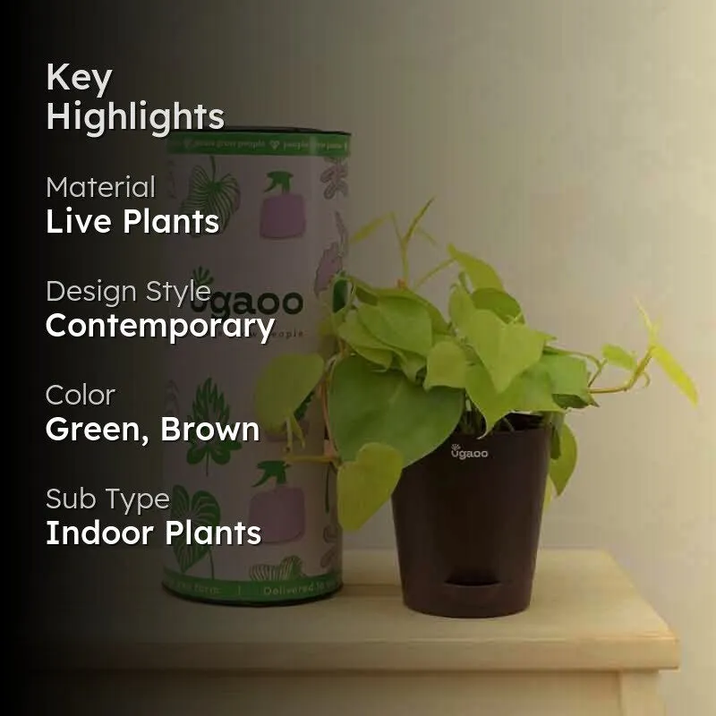 Ugaoo Philodendron Oxycardium Golden Plant media 2