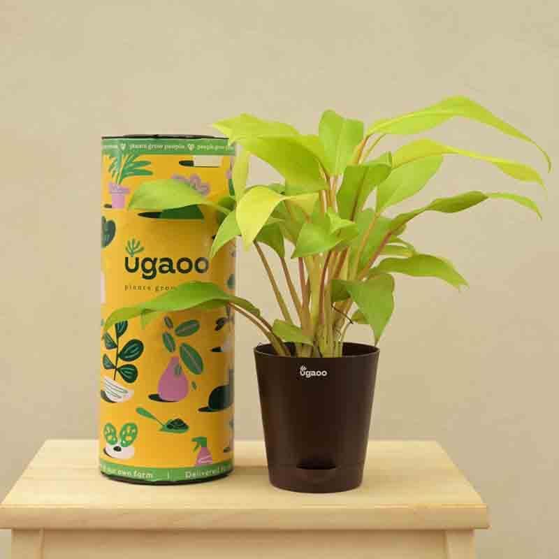Live Plants