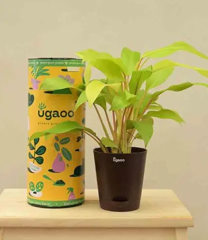 Live Plants