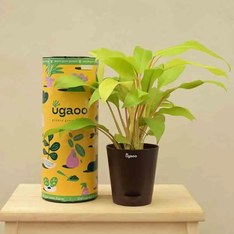 Ugaoo Philodendron Ceylon Golden Plant media 1