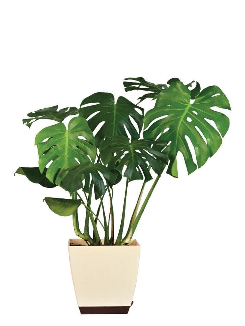 Ugaoo Monstera Deliciosa Plant - 3.1 ft media 5
