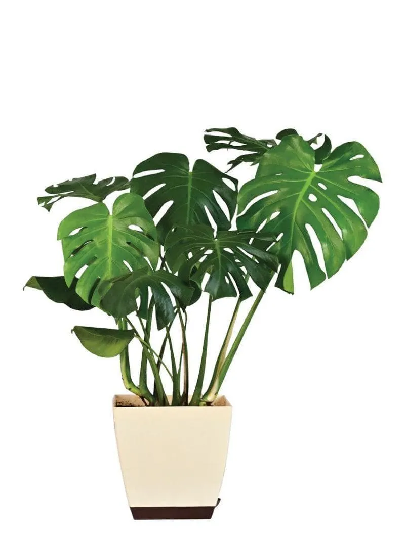 Ugaoo Monstera Deliciosa Plant - 3.1 ft media 5