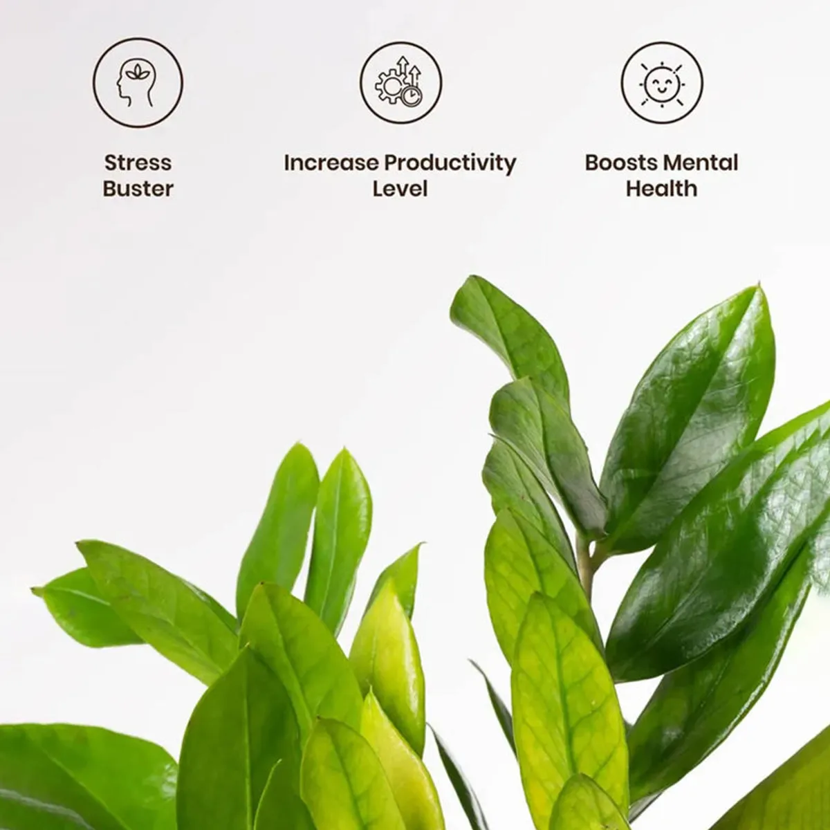 Close-up of the green leaves of a ZZ plant against a white background
