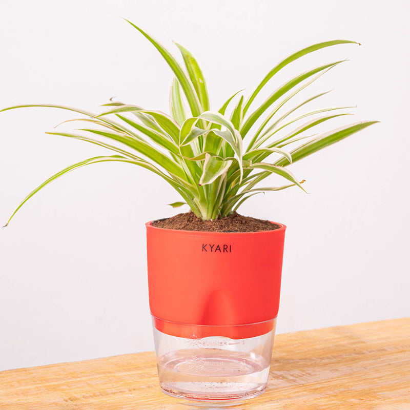 Kyari Spider Plant With Self Watering Pot (Red) - 18 cm media 6