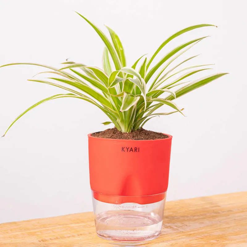Kyari Spider Plant With Self Watering Pot (Red) - 18 cm media 6