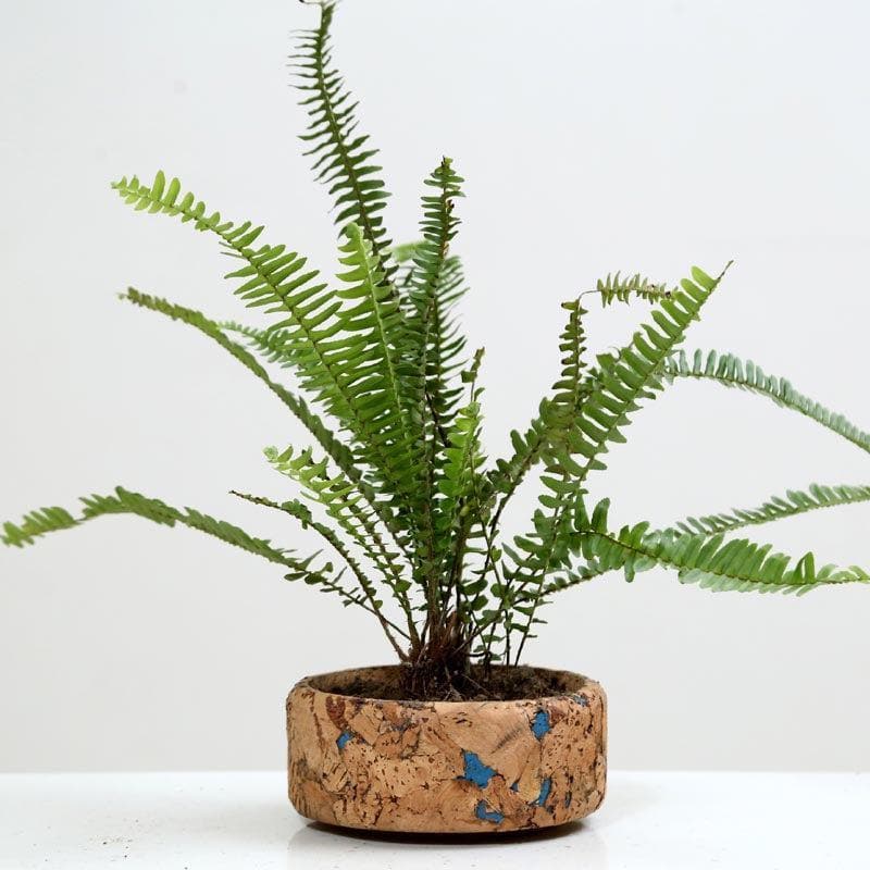 Coastal Cork Planter media 7