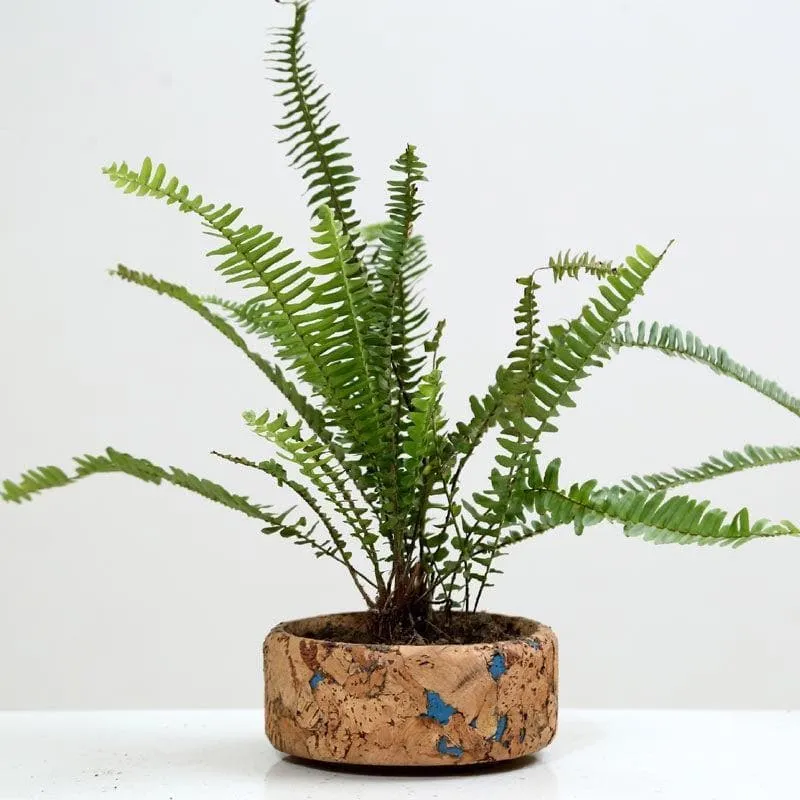 Coastal Cork Planter media 7