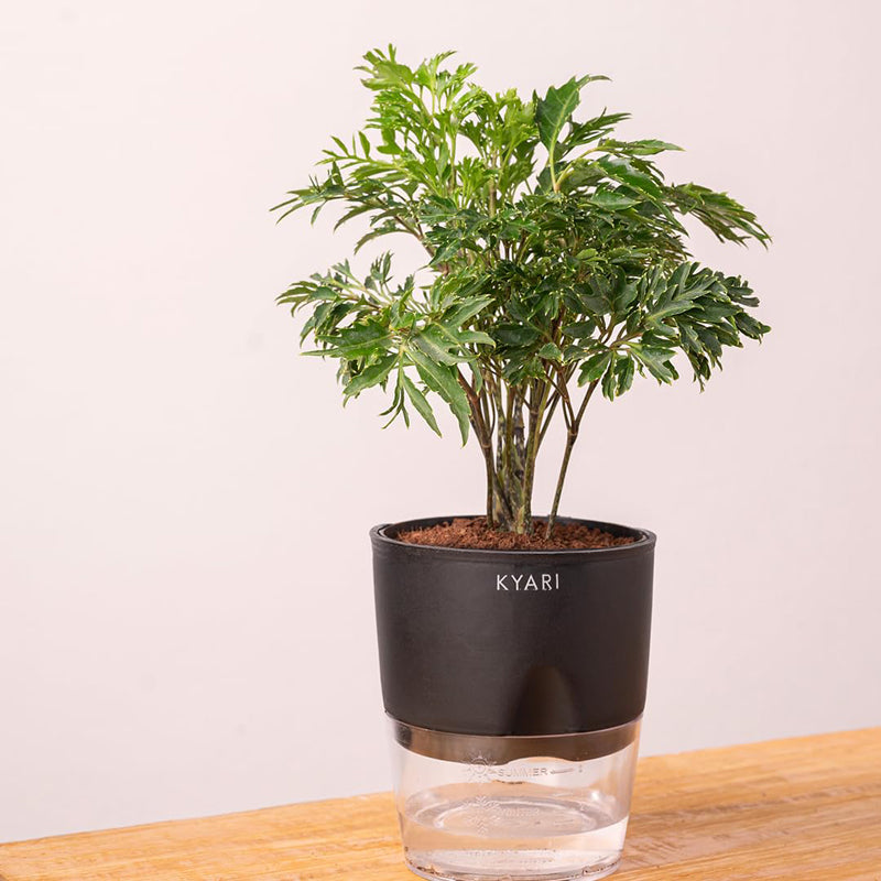 Kyari Aralia Green Plant With Self Watering Pot - Black