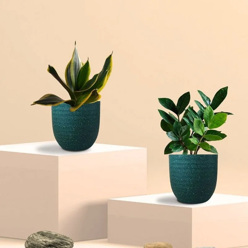 Greenkin ZZ & Golden Snake Live Plants (Green) - Set Of Two media 3