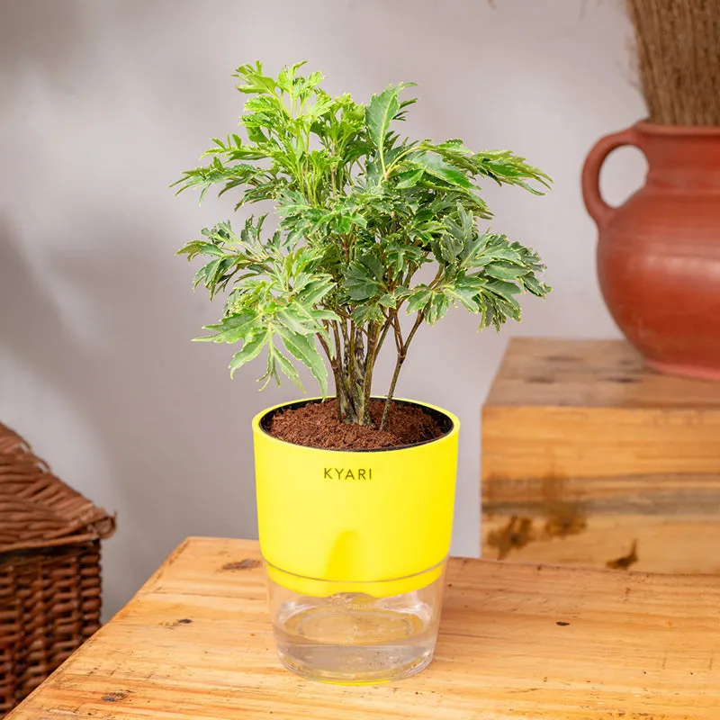 Kyari Aralia Plant With Self Watering Pot (Yellow) - 18 cm media 3