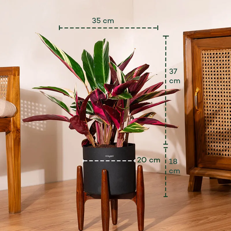 Kyari Calathea Plant With Metal Self Watering Pot (Black) - 2 Feet media 5
