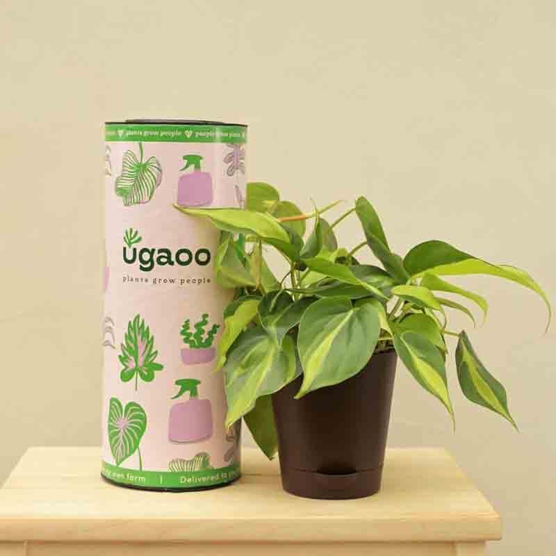 Live Plants