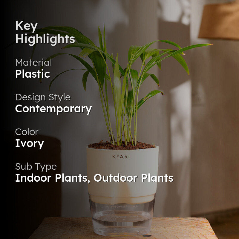 Kyari Areca Palm With Self Watering Pot - Ivory media 2