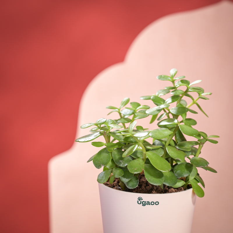 Jade Mini Plant With Self Watering Pot Diwali Gift media 3