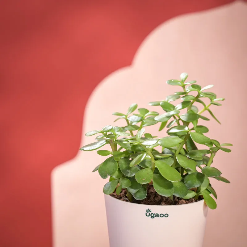 Jade Mini Plant With Self Watering Pot Diwali Gift media 3