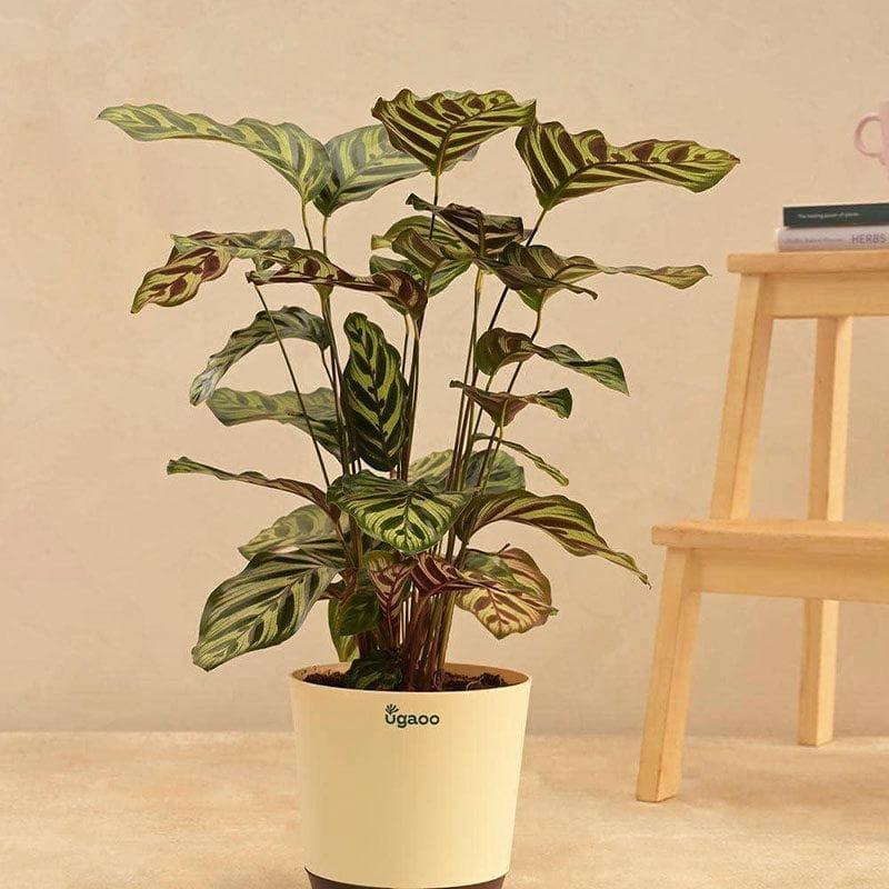 Ugaoo Peacock Live Plant With Self Watering Pot - Large