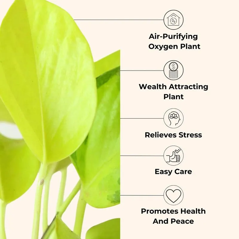 Greenkin Money Attracting Live Plants - Set Of Three media 5