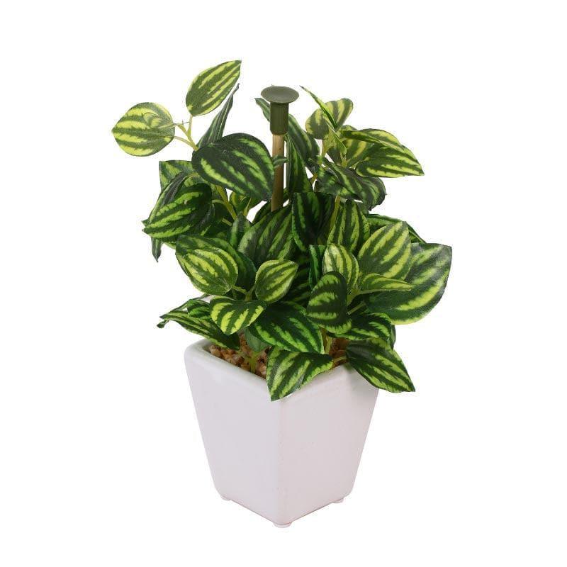 Wandering Jew Faux Bonsai (20 cms) - Striped Green media 3