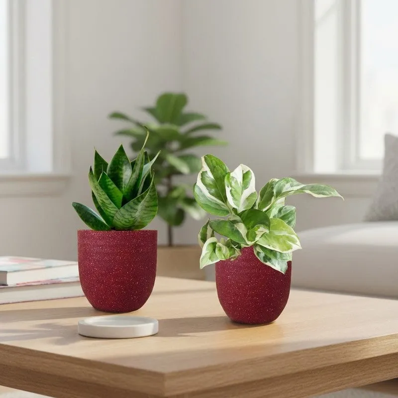 Greenkin Money Plant NJoy & Snake Live Plants (Red) - Set Of Two media 1