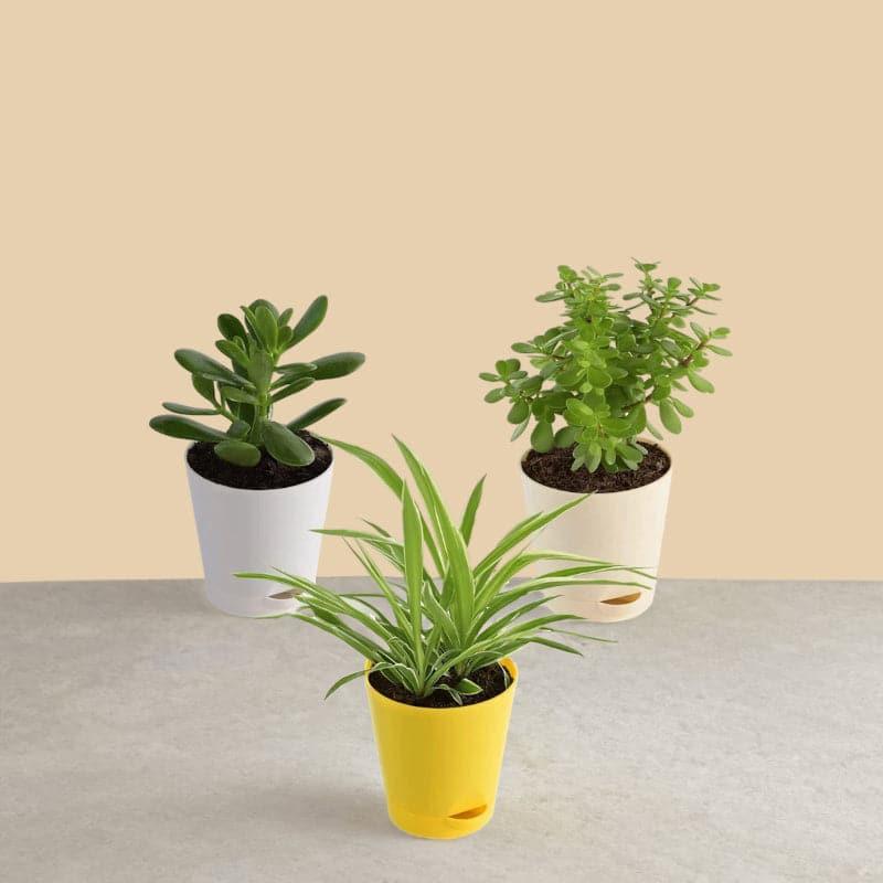 Live Plants