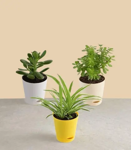 Live Plants