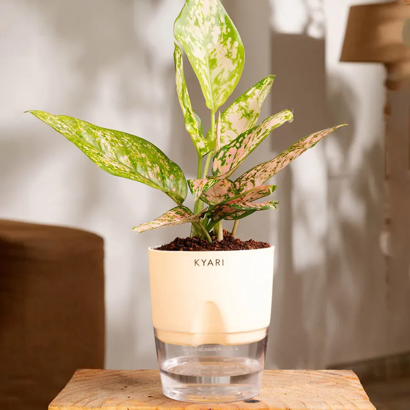 Kyari Agalonema Snow Plant With Self Watering Pot (Ivory) - 18 cm media 1