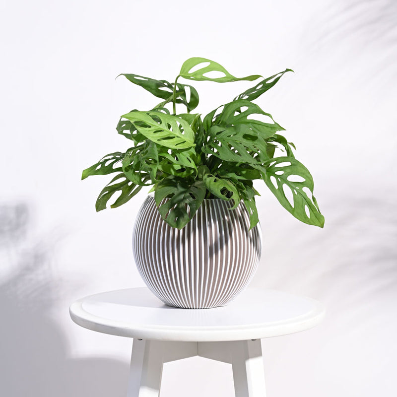 UGAOO Planter Vase Ball Groove - Ivory media 3