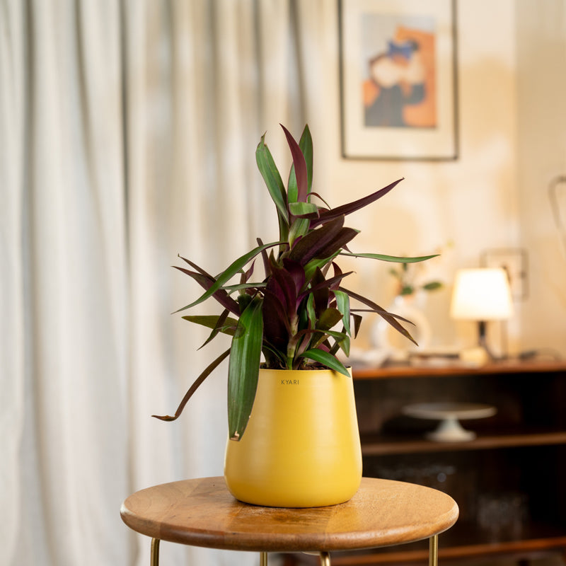 Kyari Oyster Plant With Metal Self Watering Pot - Yellow