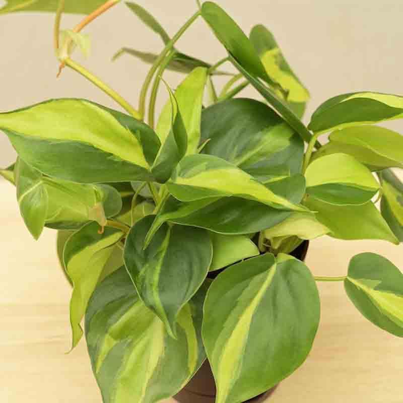 Ugaoo Philodendron Brasil Plant media 3