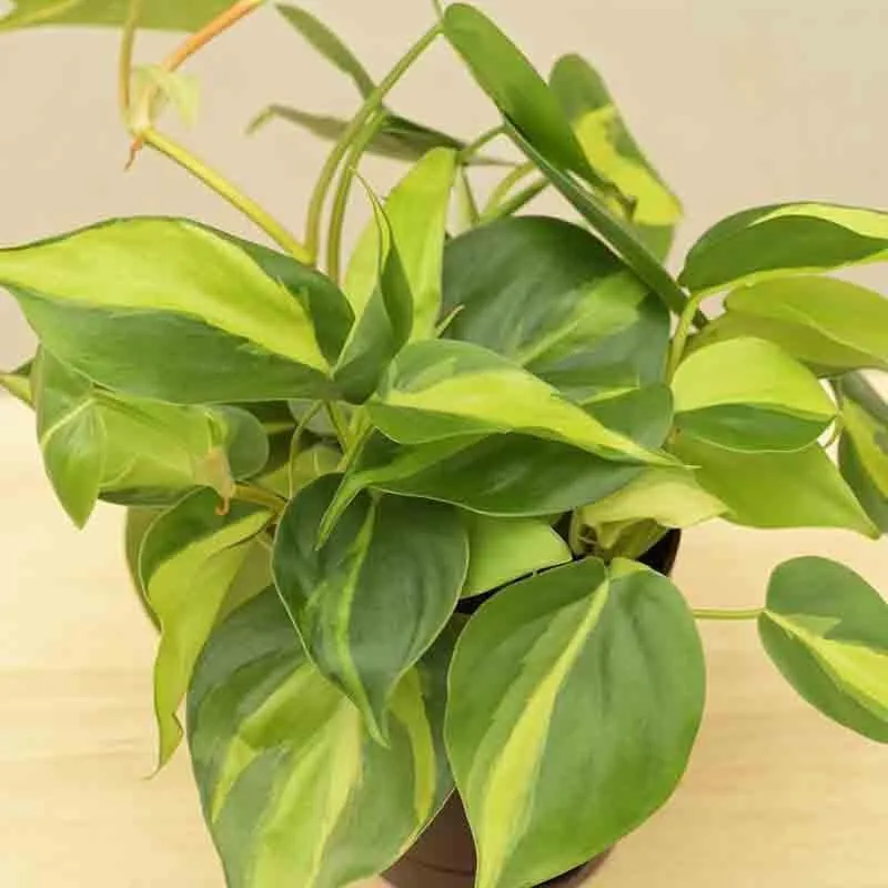 Ugaoo Philodendron Brasil Plant media 3