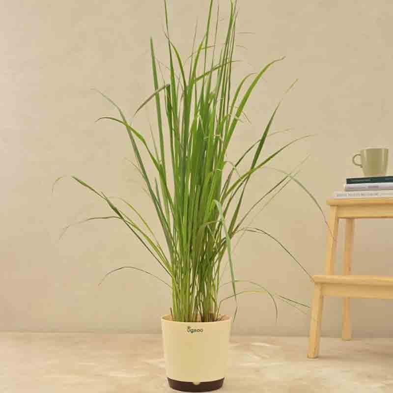 Ugaoo Lemon Grass Plant media 5