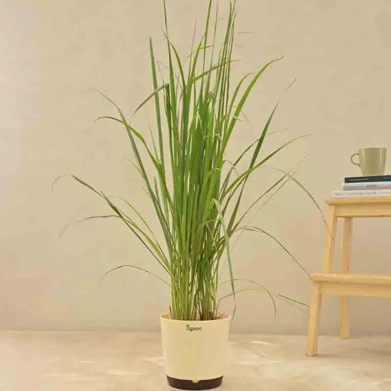 Ugaoo Lemon Grass Plant media 5