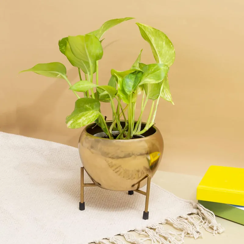 Kyari Stoma Aurum Metal Planter With Stand media 2