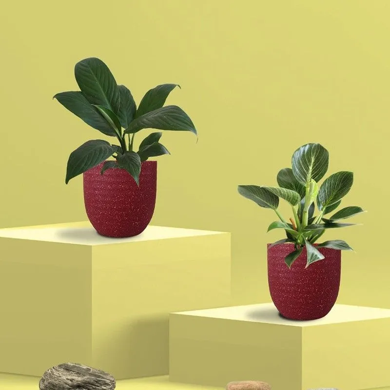 Greenkin Lily & Birkin Live Plants (Red) - Set Of Two media 3