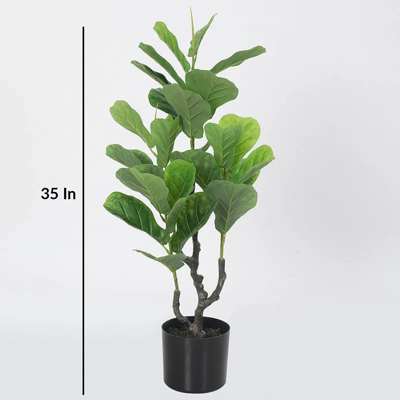 Faux Fiddle Fig Plant With Black Plastic Pot - 2.9 Feet media 5