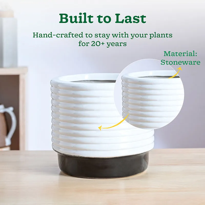 Ugaoo Fern Friend Ceramic Planter - Black media 3