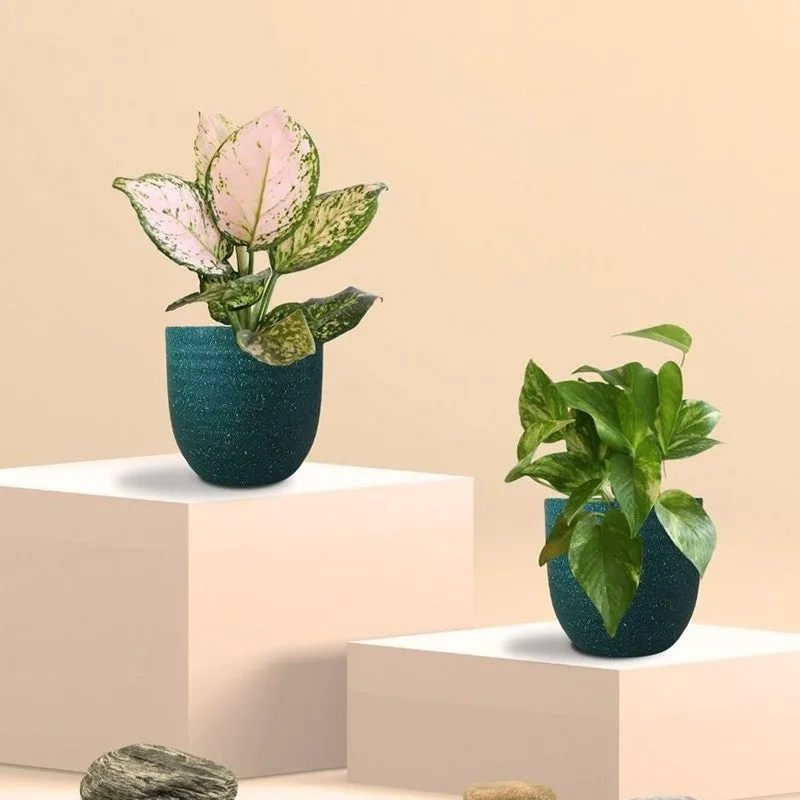 Greenkin Aglaonema Wishes & Gold King Live Plants (Green) - Set Of Two media 3