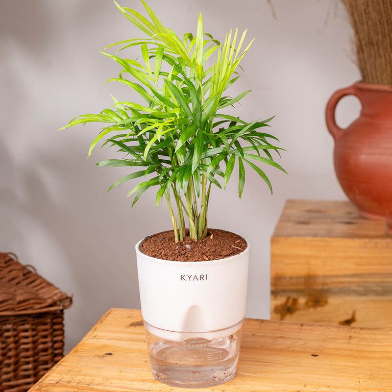 Kyari Chamaedorea Palm With Self Watering Pot (White) - 18 cm media 3