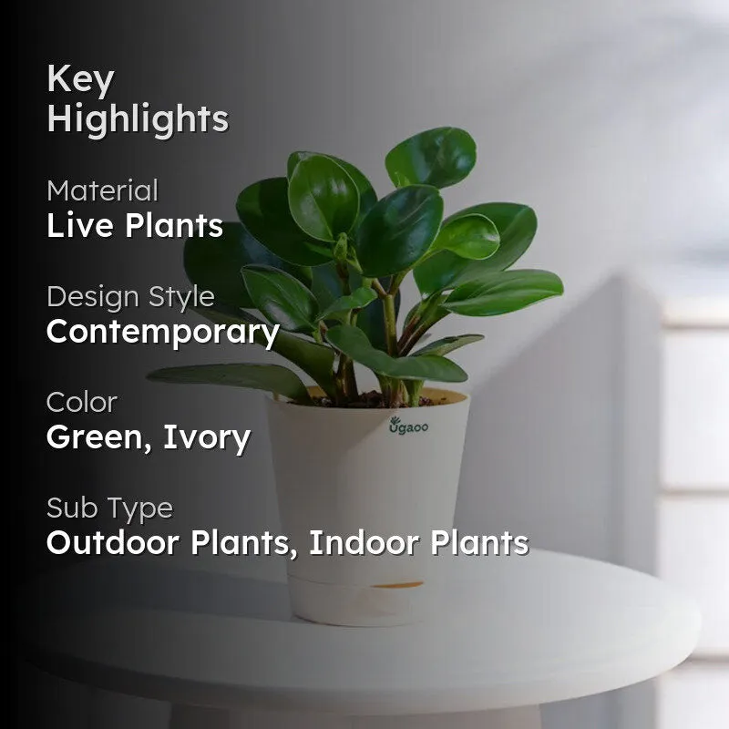 Ugaoo Peperomia Green Plant media 2