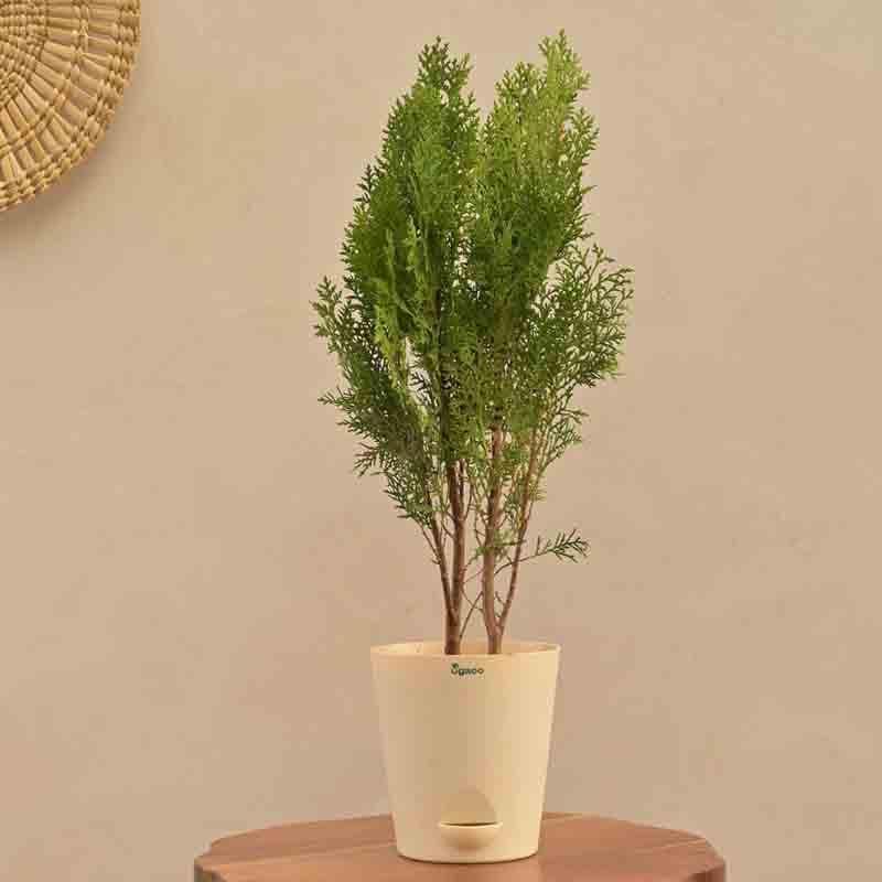 Ugaoo Thuja Plant media 4