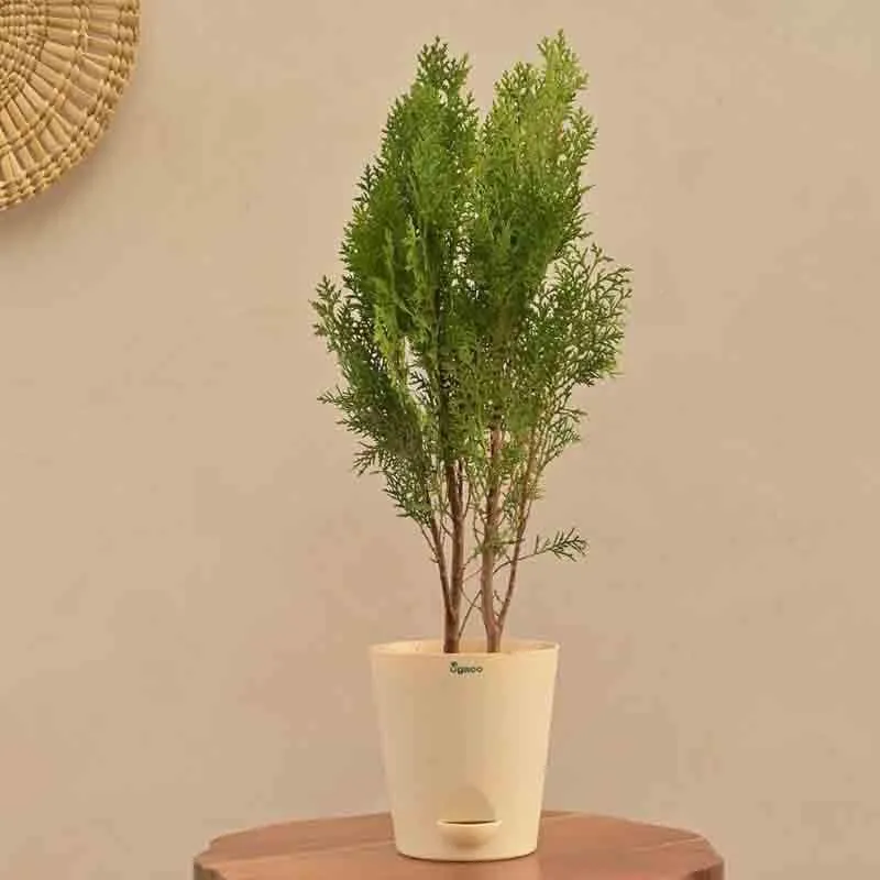Ugaoo Thuja Plant media 4