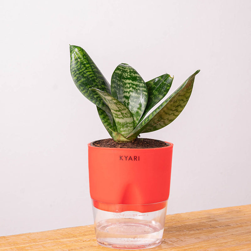 Kyari Sansevieria Snake Plant With Self Watering Pot (Red) - 18 cm media 6